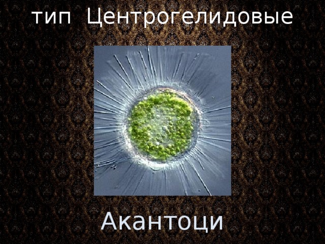 тип Центрогелидовые Синоним: центрогелидовые солнечники, центрогелиды. Ранее в ходили в класс Солнечники типа Корнежгутиковые. Акантоцистис 3 