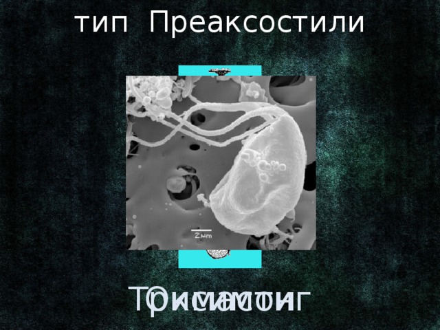 тип Преаксостили Ранее входили в тип Корнежгутиковые подцарства Простейшие, царства Животные. Оксимонады: оксимонас – паразит кишечника членистоногих. Тримастигины: тримастикс – свободноживущий жгутиконосец. Оксимонады Тримастигины 3 