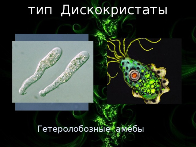 тип Дискокристаты Ранее входили в тип Корнежгутиковые подцарства Простейшие, царства Животные. Амёбы с одной ложноножкой и жгутиками. Лимакс – свободноживущая амёба. Неглерия – возбудитель неглериоза, амёбного менингита (жгутиконосец и амёба). Гетеролобозные амёбы 3 