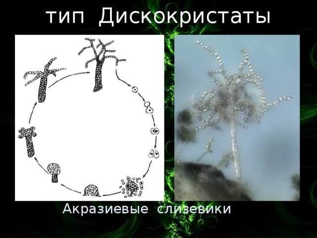 тип Дискокристаты Ранее: отдел Акразиомикоты царства Грибы. Ныне относятся к гетеролобозным амёбам. Акразиевые слизевики 3 