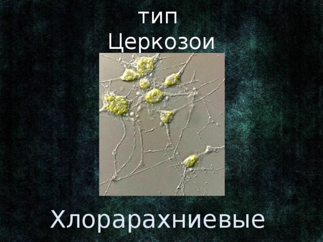 тип Церкозои Ранее: отдел водорослей в царстве Растения. Хлорарахниевые водоросли 3 