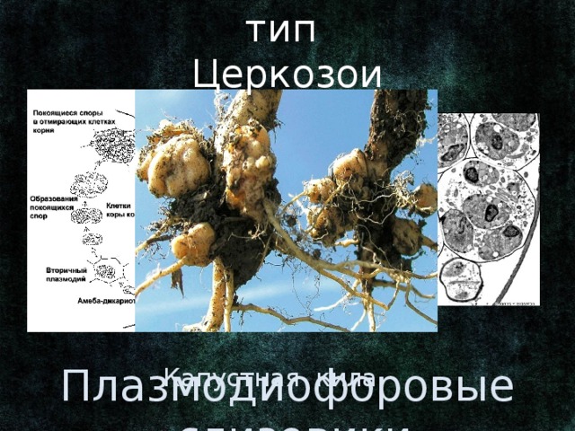 тип Церкозои Ранее: отдел в царстве Грибы. Плазмодиофора капустная – возбудитель капустной килы. Плазмодиофоровые слизевики Капустная кила 3 