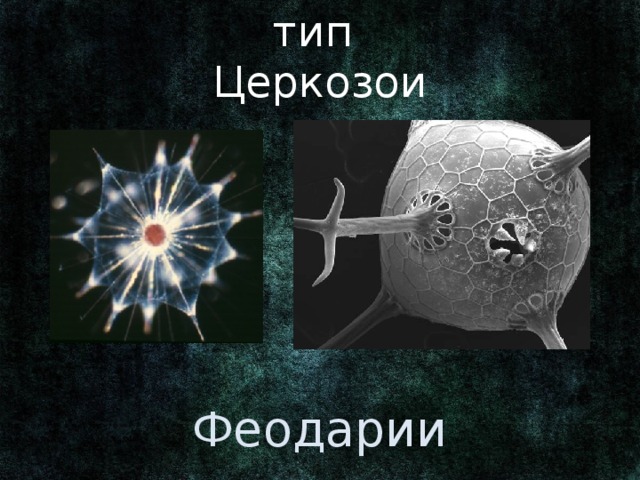 тип Церкозои Ранее относились к радиоляриям, тип Корнежгутиковые подцарства Простейшие, царства Животные. Феодарии 3 