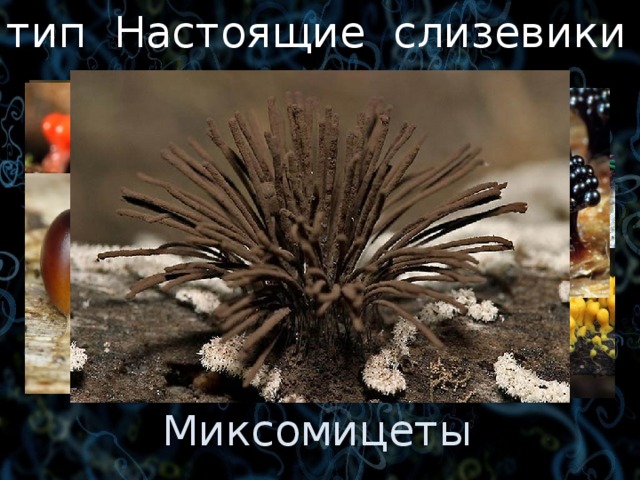 тип Настоящие слизевики Ранее: отдел Миксомикоты, или Слизевики, в царстве Грибы.  Синоним: миксогастриды. Миксомицеты 3 