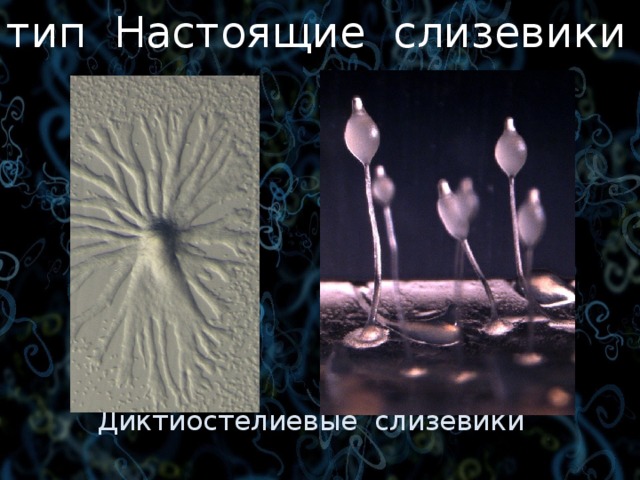 тип Настоящие слизевики Ранее: отдел царства Грибы. Диктиостелиевые слизевики 3 