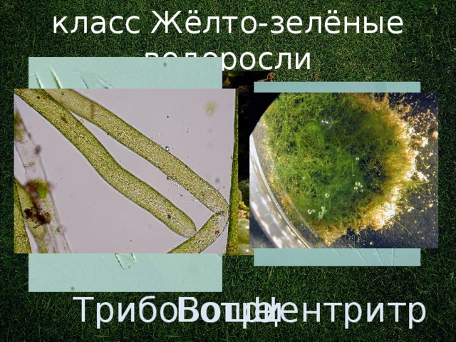 класс Жёлто-зелёные водоросли Ранее: отдел в царстве Растения. Вошерия Ботридиум Трибонема Центритрактус 3 