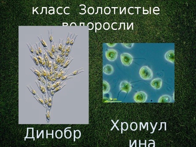 класс Золотистые водоросли Ранее: отдел царства Растения. Хромулина Динобрион 3 