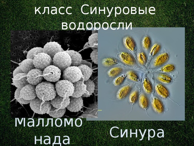 класс Синуровые водоросли Ранее: класс в отделе Золотистые водоросли. Малломонада Синура 3 