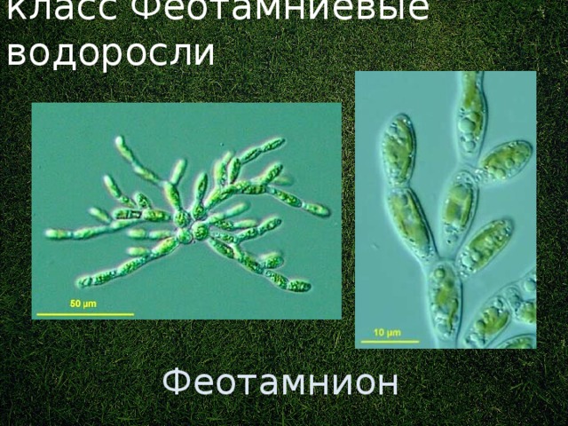 класс Феотамниевые водоросли Ранее входили в отдел Золотистые водоросли. Феотамнион 3 