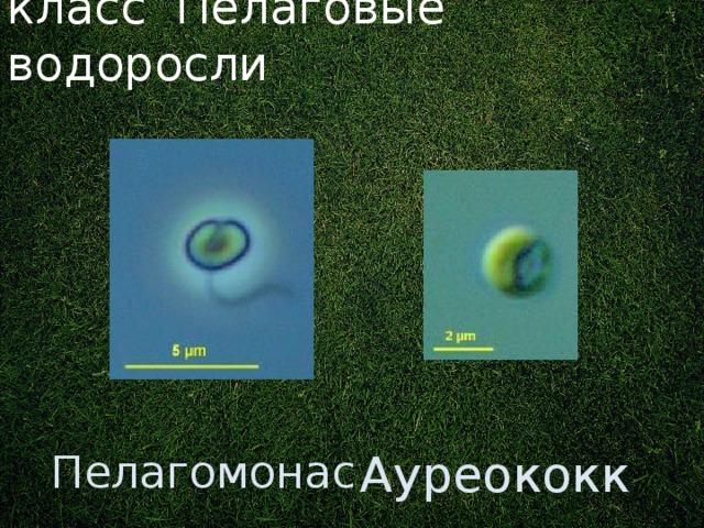 класс Пелаговые водоросли Ранее входили в отдел Золотистые водоросли. Ауреококк Пелагомонас 3 