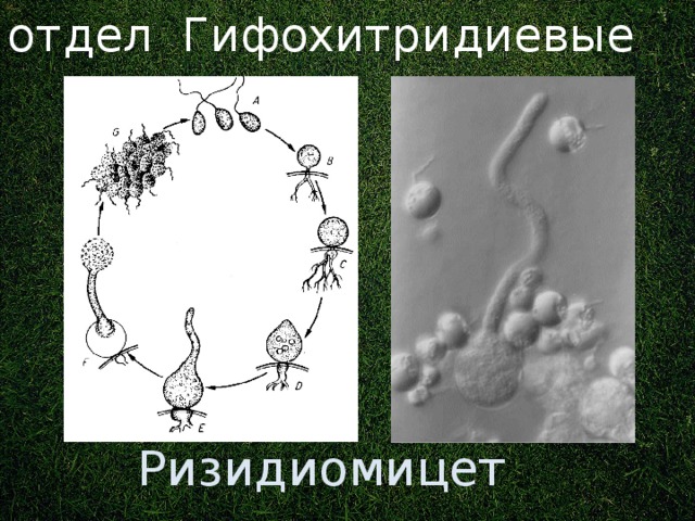 отдел Гифохитридиевые Ранее: отдел в царстве Грибы. Ризидиомицет 3 