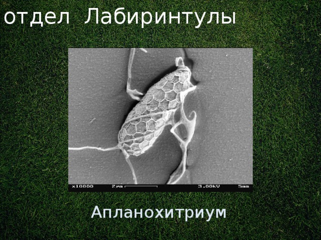 отдел Лабиринтулы Ранее: отдел царства Грибы. Апланохитриум 3 