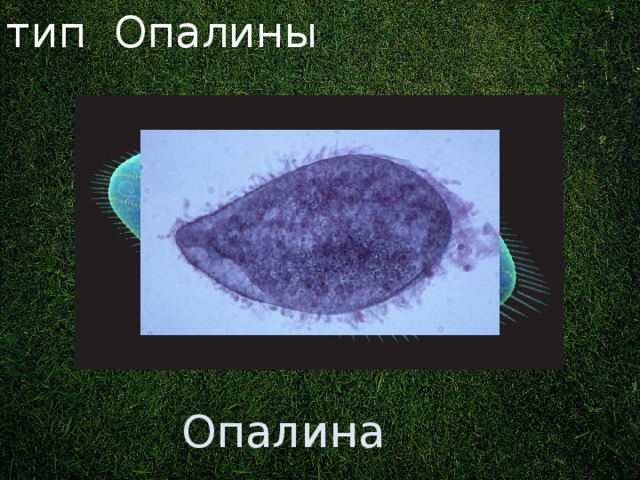 тип Опалины Ранее: гипермастигин класса Жгутиковые, типа Корнежгутиковые, подцарства Простейшие, царства Животные. Опалина 3 