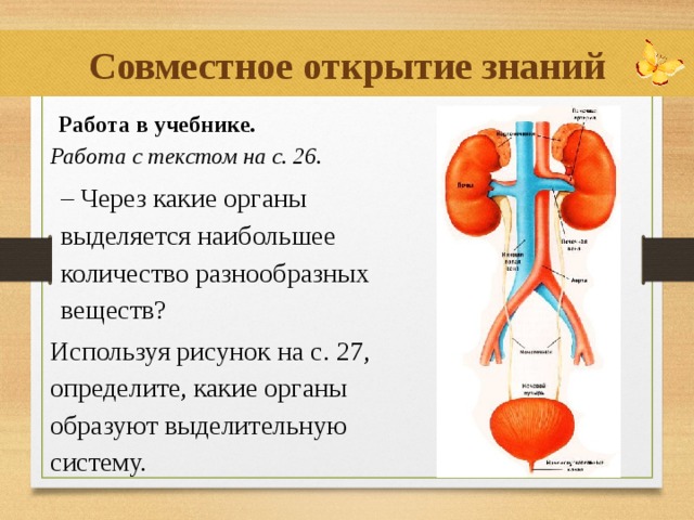 Совместное открытие знаний  Работа в учебнике. Работа с текстом на с. 26. – Через какие органы выделяется наибольшее количество разнообразных веществ? Используя рисунок на с. 27, определите, какие органы образуют выделительную систему.  