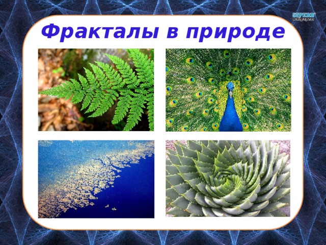 Фракталы в природе 