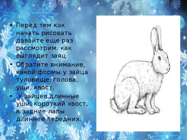 У зайца хвост короткий а уши. Какой хвост у зайца. Какая голова у зайца. У зайца голова уши хвост. Заяц информация для детей.