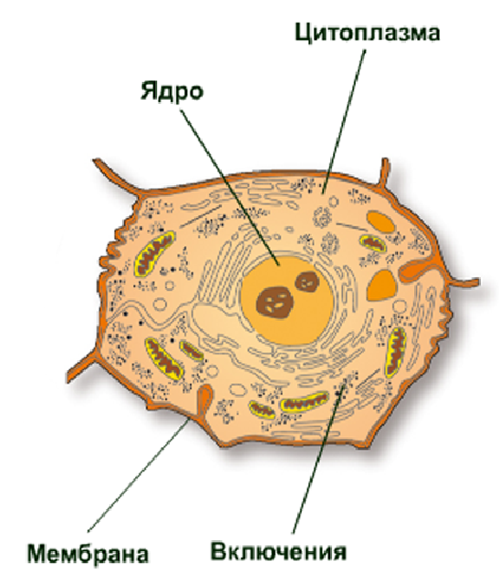Ядро и цитоплазма в жизнедеятельности клетки