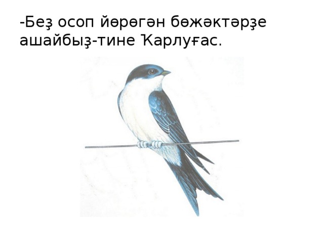 -Беҙ осоп йөрөгән бөжәктәрҙе ашайбыҙ-тине Ҡарлуғас. 