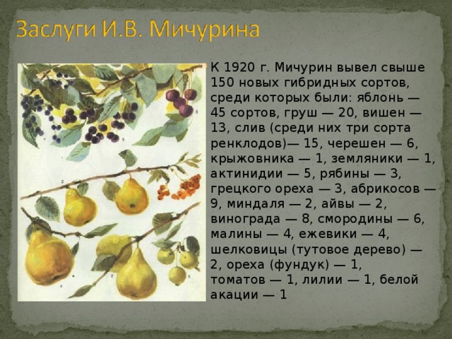 К 1920 г. Мичурин вывел свыше 150 новых гибридных сортов, среди которых были: яблонь — 45 сортов, груш — 20, вишен — 13, слив (среди них три сорта ренклодов)— 15, черешен — 6, крыжовника — 1, земляники — 1, актинидии — 5, рябины — 3, грецкого ореха — 3, абрикосов — 9, миндаля — 2, айвы — 2, винограда — 8, смородины — 6, малины — 4, ежевики — 4, шелковицы (тутовое дерево) — 2, ореха (фундук) — 1, томатов — 1, лилии — 1, белой акации — 1 
