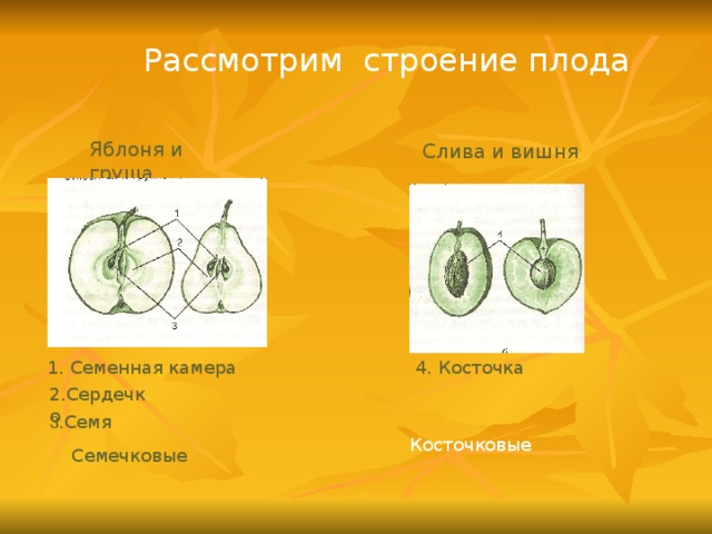 У плода на рисунке отмечены остатки груши