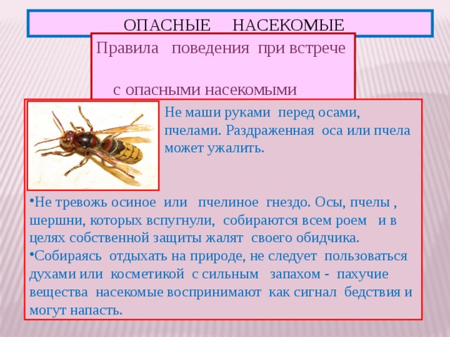 Правила поведения при встрече  с опасными насекомыми  ОПАСНЫЕ НАСЕКОМЫЕ Не маши руками перед осами, пчелами. Раздраженная оса или пчела может ужалить. Не маши руками перед осами, пчелами. Раздраженная оса или пчела может ужалить. Не маши руками перед осами, пчелами. Раздраженная оса или пчела может ужалить. Не маши руками перед осами, пчелами. Раздраженная оса или пчела может ужалить. Не маши руками перед осами, пчелами. Раздраженная оса или пчела может ужалить. Не маши руками перед осами, пчелами. Раздраженная оса или пчела может ужалить. Не маши руками перед осами, пчелами. Раздраженная оса или пчела может ужалить. Не тревожь осиное или пчелиное гнездо. Осы, пчелы , шершни, которых вспугнули, собираются всем роем и в целях собственной защиты жалят своего обидчика. Собираясь отдыхать на природе, не следует пользоваться духами или косметикой с сильным запахом - пахучие вещества насекомые воспринимают как сигнал бедствия и могут напасть. 