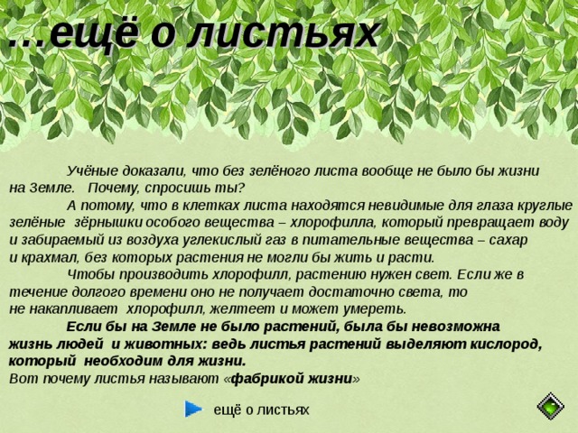 … ещё о листьях  Учёные доказали, что без зелёного листа вообще не было бы жизни на Земле. Почему, спросишь ты?  А потому, что в клетках листа находятся невидимые для глаза круглые зелёные зёрнышки особого вещества – хлорофилла, который превращает воду и забираемый из воздуха углекислый газ в питательные вещества – сахар и крахмал, без которых растения не могли бы жить и расти.  Чтобы производить хлорофилл, растению нужен свет. Если же в течение долгого времени оно не получает достаточно света, то не накапливает хлорофилл, желтеет и может умереть.  Если бы на Земле не было растений, была бы невозможна жизнь людей и животных: ведь листья растений выделяют кислород, который необходим для жизни. Вот почему листья называют « фабрикой жизни » ещё о листьях 