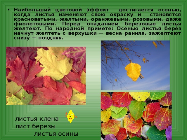 Наибольший цветовой эффект достигается осенью, когда листья изменяют свою окраску и становятся красноватыми, желтыми, оранжевыми, розовыми, даже фиолетовыми. Перед опаданием березовые листья желтеют. По народной примете: Осенью листья берёз начнут желтеть с верхушки — весна ранняя, зажелтеют снизу — поздняя.  листья клена  лист березы    листья осины 