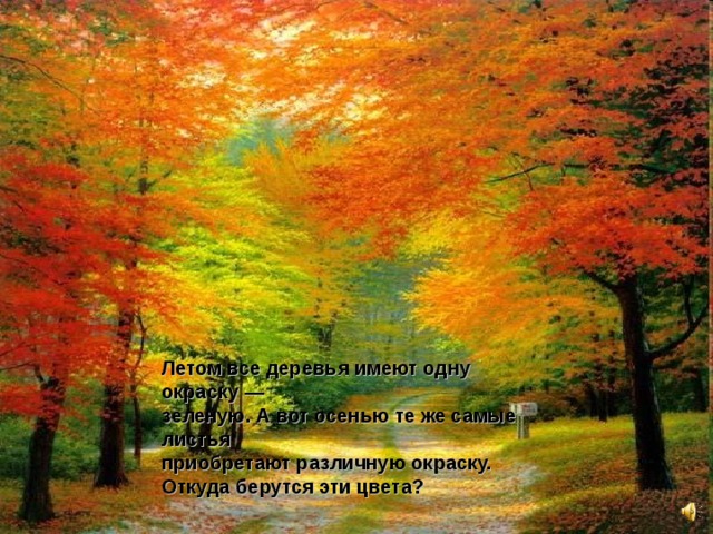 Летом все деревья имеют одну окраску — зеленую. А вот осенью те же самые листья приобретают различную окраску. Откуда берутся эти цвета?   