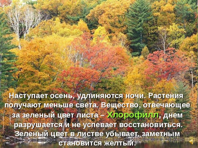 Наступает осень, удлиняются ночи. Растения получают меньше света. Вещество, отвечающее за зеленый цвет листа – Хлорофилл , днем  разрушается и не успевает восстановиться.  Зеленый цвет в листве убывает, заметным становится желтый. 