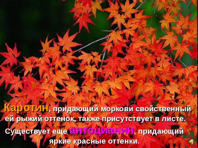  Каротин , придающий моркови свойственный ей рыжий оттенок, также присутствует в листе.  Существует еще антоцианин , придающий яркие красные оттенки. 