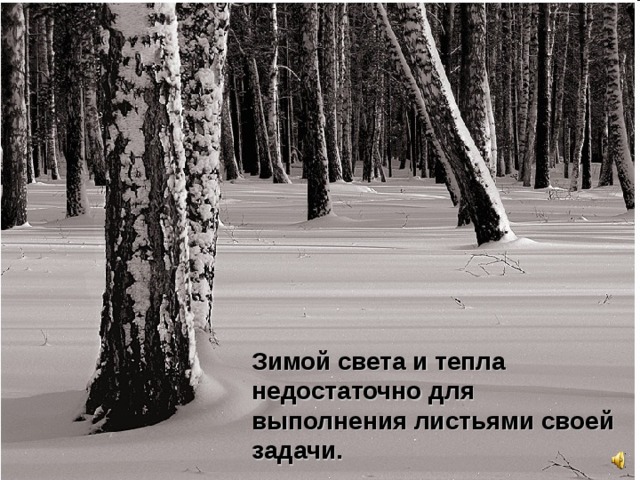 Зимой света и тепла недостаточно для выполнения листьями своей задачи. 