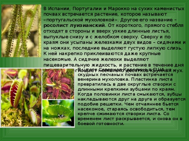 В Испании, Португалии и Марокко на сухих каменистых почвах встречается растение, которое называют «португальской мухоловкой». Другое его название – росолист луизианский . От короткого, прямого стебля отходят в стороны и вверх узкие длинные листья, выпуклые снизу и с желобком сверху. Сверху и по краям они усыпаны железками двух видов – сидячими и на ножках, последние выделяют густую липкую слизь. К ней накрепко приклеиваются даже крупные насекомые. А сидячие железки выделяют пищеварительную жидкость, и растение в течение дня без труда поглощает несколько десятков крупных мух. В штате Северная Каролина в США на скудных песчаных почвах встречается венерина мухоловка. Пластинка листа превратилась в две округлые створки с длинными крепкими зубцами по краям. Когда половинки листа смыкаются, зубцы накладываются друг на друга и образуется подобие решетки. Чем отчаяннее бьется насекомое, стараясь освободиться, тем крепче сжимаются створки листа. Со временем лист раскрывается, и снова он в боевой готовности.   