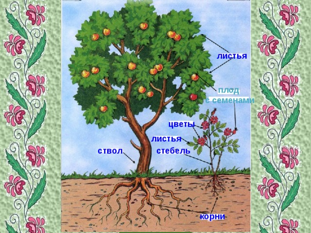 листья плод с семенами цветы листья стебель ствол корни 