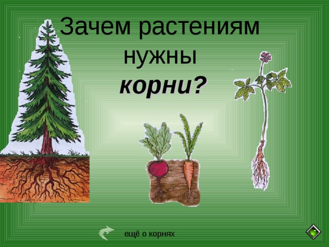 Зачем растениям нужны корни? ещё о корнях 