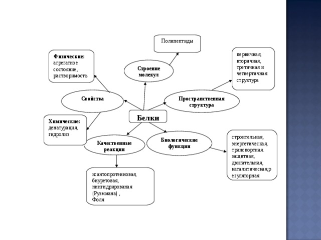Полипептиды п ервичная, вторичная, третичная и четвертичная структура Физические: агрегатное состояние, растворимость Строение молекул Свойства Пространственная структура Белки  Химически е : денатурация , гидролиз  с троительная, энергетическая, транспортная. защитная, двигательная, к аталитическая ,регуляторная Биологические функции Качественные реакции  ксантопротеиновая, биуретовая, нингидрированая (Руэммана) , Фоля 