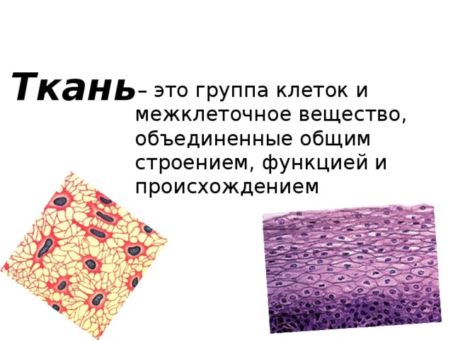 Ткань – это группа клеток и межклеточное вещество, объединенные общим строением, функцией и происхождением 