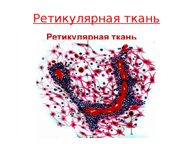 Ретикулярная ткань 