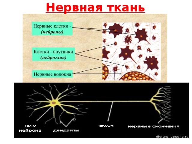 Нервная ткань гистология