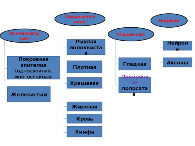 Соединительная Нервная Мышечная Эпителиальная Рыхлая волокнистая Нейроны Покровная эпителия (однослойная, многослойная ) Аксоны Гладкая Плотная Хрящевая Поперечно- полосатая  Железистый Жировая Кровь Лимфа 