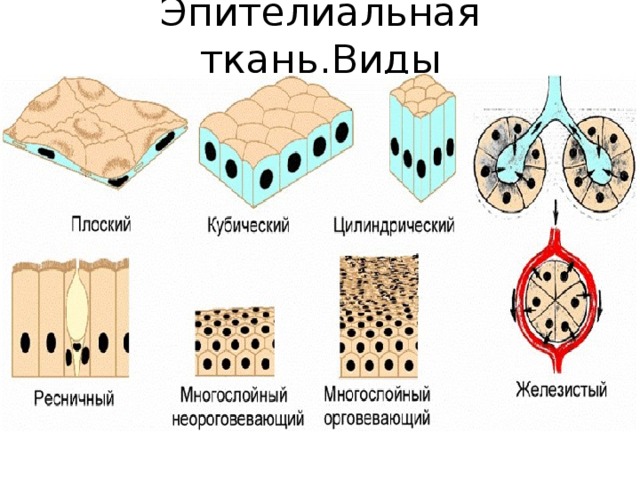 Эпителиальная ткань. Типы эпителиальной ткани. Типи эпителий. Классификация эпителиальной ткани гистология.