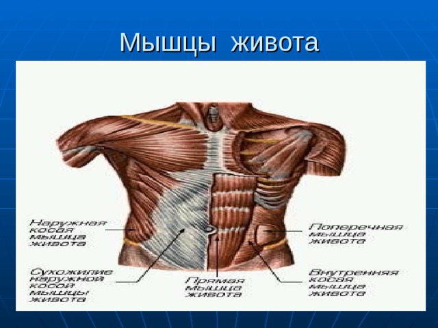 Мышцы желудка