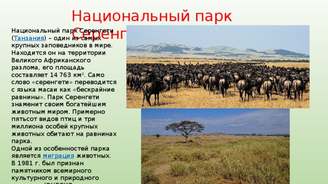 Национальный парк Серенгети Национальный парк Серенгети ( Танзания ) – один из самых крупных заповедников в мире. Находится он на территории Великого Африканского разлома, его площадь составляет 14 763 км 2 . Само слово «серенгети» переводится с языка масаи как «бескрайние равнины». Парк Серенгети знаменит своим богатейшим животным миром. Примерно пятьсот видов птиц и три миллиона особей крупных животных обитают на равнинах парка. Одной из особенностей парка является миграция животных.  В 1981 г. был признан памятником всемирного культурного и природного наследия ЮНЕСКО.     