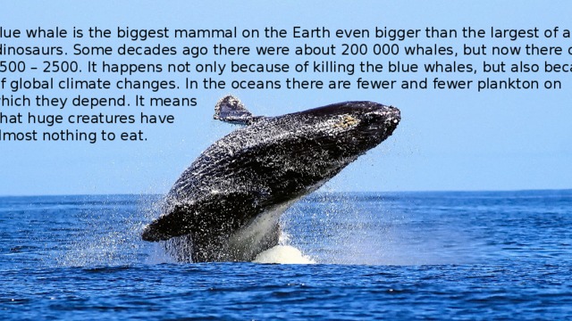 Blue whale is the biggest mammal on the Earth even bigger than the largest of ancient  dinosaurs. Some decades ago there were about 200 000 whales, but now there only 1500 – 2500. It happens not only because of killing the blue whales, but also because Of global climate changes. In the oceans there are fewer and fewer plankton on which they depend. It means  that huge creatures have almost nothing to eat. 