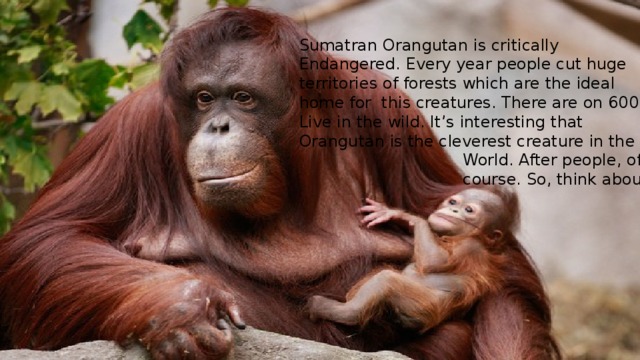 Sumatran Orangutan is critically Endangered. Every year people cut huge territories of forests which are the ideal home for this creatures. There are on 6000 Live in the wild. It’s interesting that Orangutan is the cleverest creature in the  World. After people, off  course. So, think about it! 