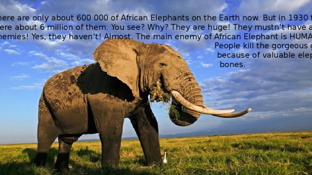 There are only about 600 000 of African Elephants on the Earth now. But in 1930 there Were about 6 million of them. You see? Why? They are huge! They mustn’t have any Enemies! Yes, they haven’t! Almost. The main enemy of African Elephant is HUMAN!  People kill the gorgeous giants  because of valuable elephant  bones. 