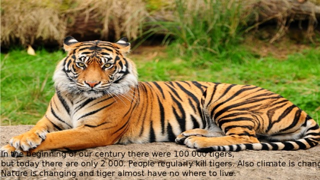 In the beginning of our century there were 100 000 tigers, but today there are only 2 000. People regularly kill tigers. Also climate is changing, Nature is changing and tiger almost have no where to live. 