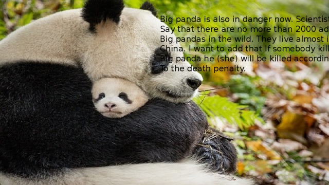 Big panda is also in danger now. Scientists Say that there are no more than 2000 adult Big pandas in the wild. They live almost in China. I want to add that If somebody kill Big panda he (she) will be killed according To the death penalty. 