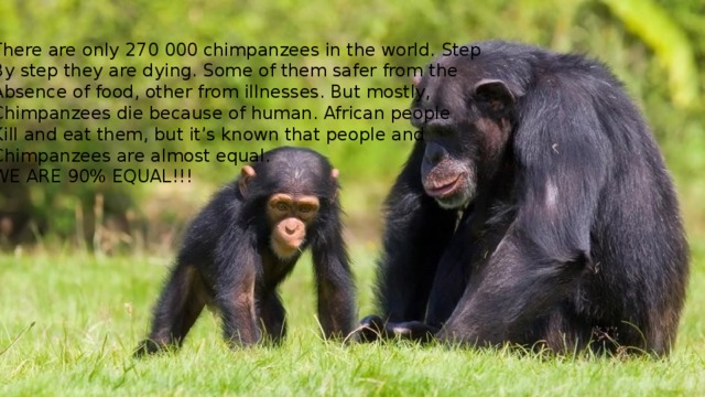 There are only 270 000 chimpanzees in the world. Step By step they are dying. Some of them safer from the Absence of food, other from illnesses. But mostly, Chimpanzees die because of human. African people Kill and eat them, but it’s known that people and Chimpanzees are almost equal. WE ARE 90% EQUAL!!! 