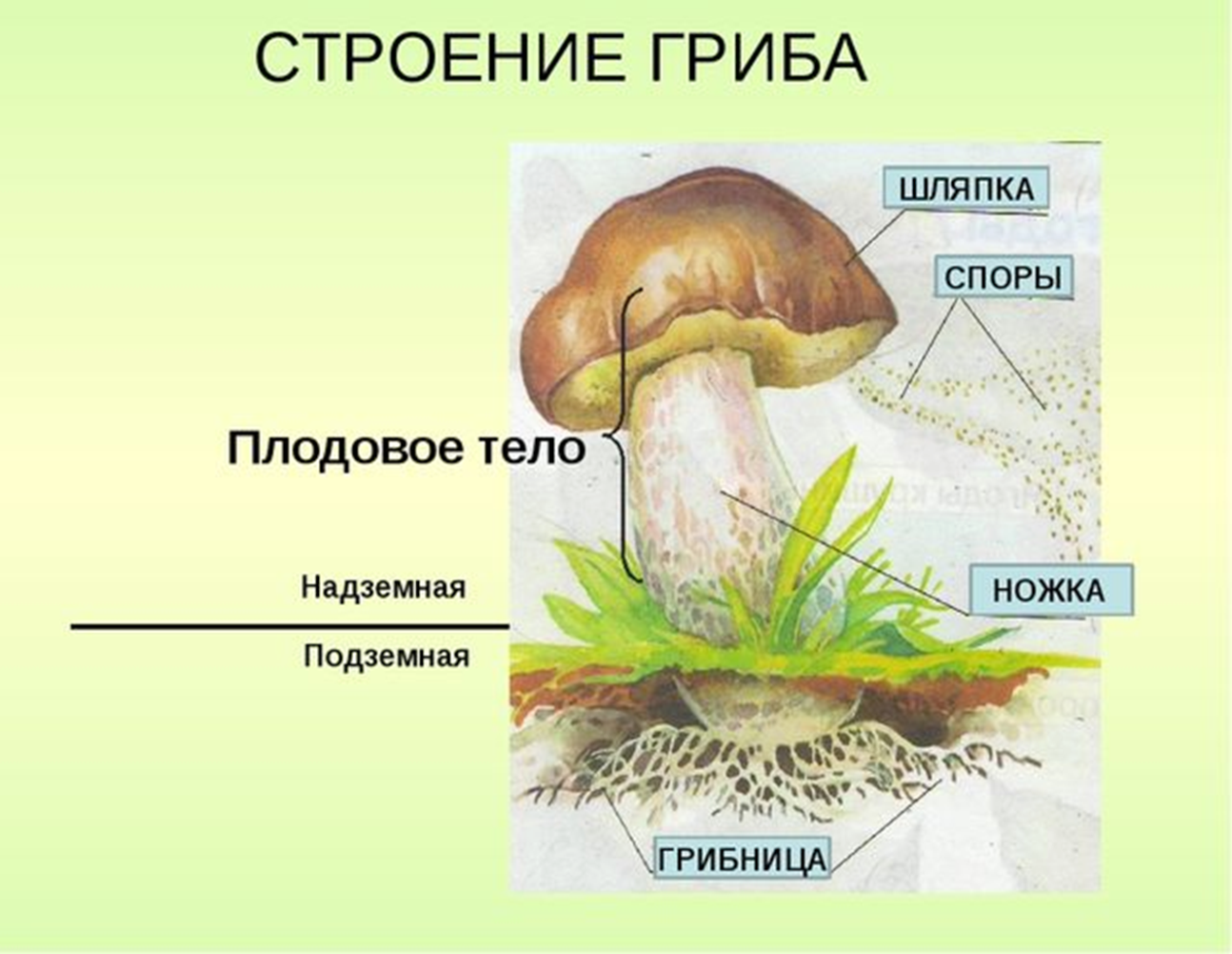 Где расположены грибы. Строение гриба для дошкольников. Гриб и его строение. Название частей гриба. Внешнее строение гриба.