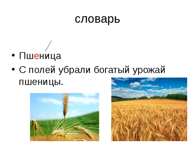 словарь Пш е ница С полей убрали богатый урожай пшеницы. 